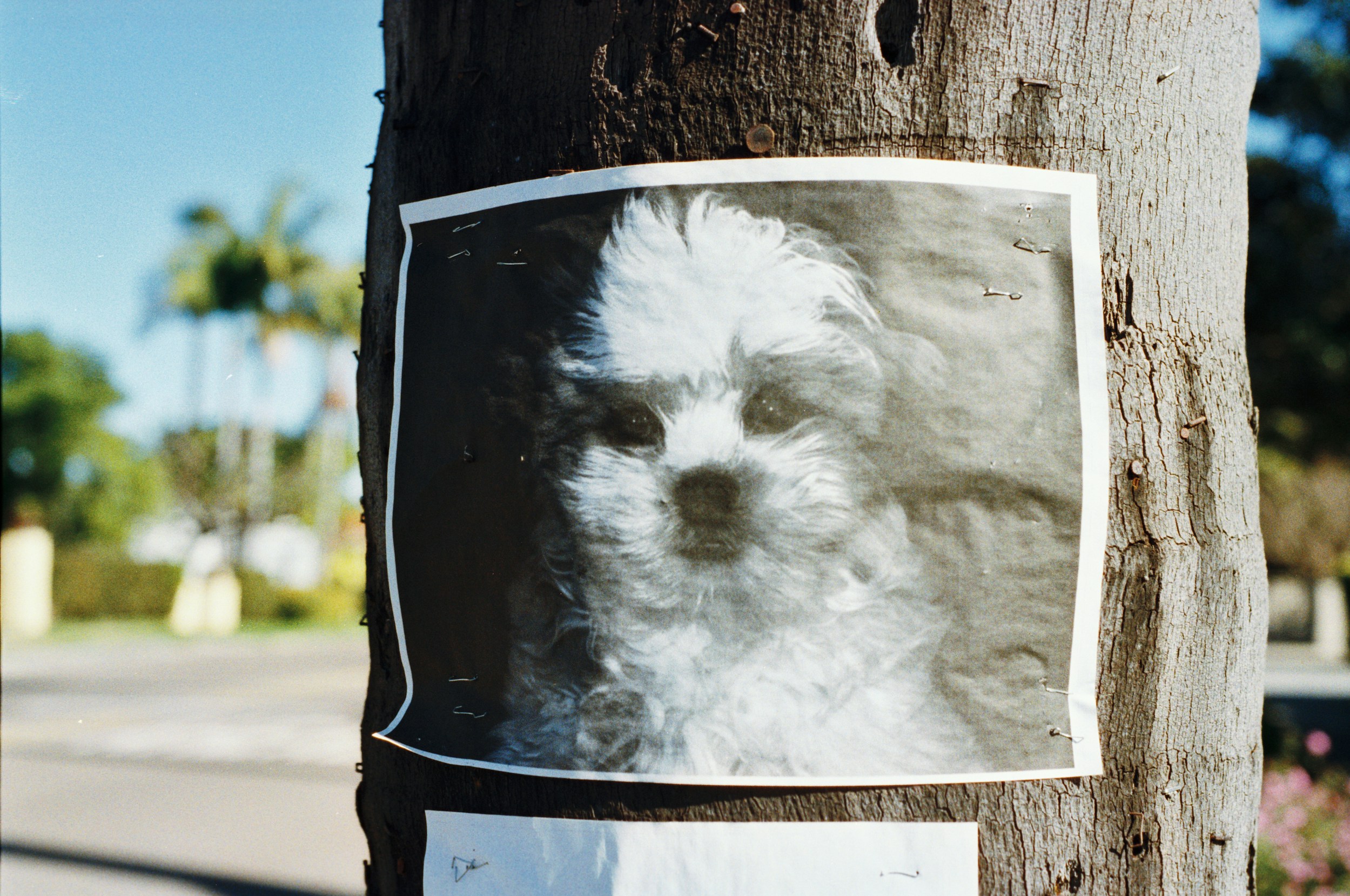 pet-lost